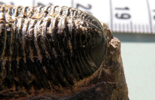 Trilobiti verosimilmente marocchine